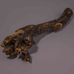 Radice di Gelso - 40 Cm / Naturale