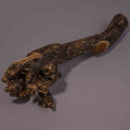 Radice di Gelso - 40 Cm / Naturale