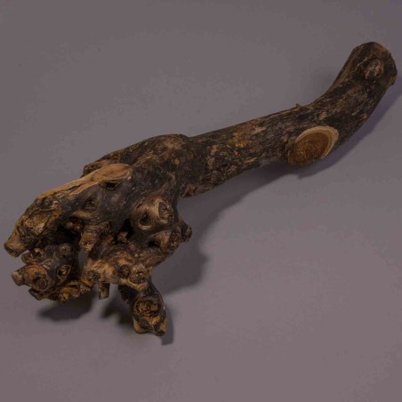 Radice di Gelso - 40 Cm / Naturale