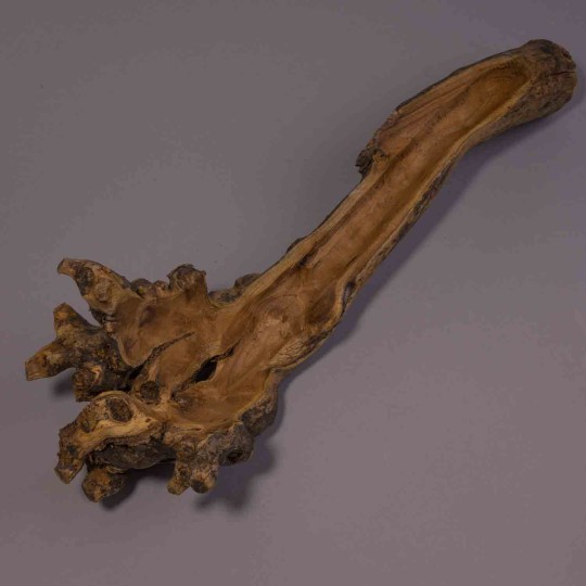 Radice di Gelso - 40 Cm / Naturale