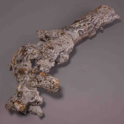 Radice di gelso - 40 Cm / Bianco