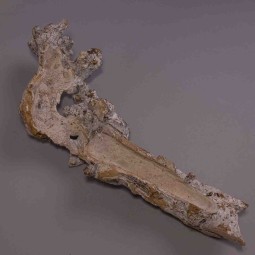 Radice di gelso - 40 Cm / Bianco