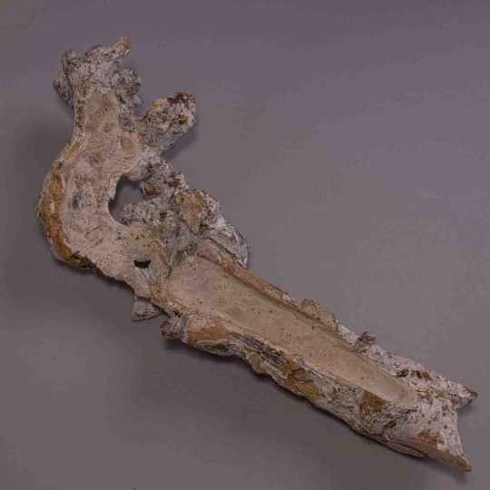 Radice di gelso - 40 Cm / Bianco