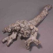 Radice di gelso - 40 Cm / Bianco