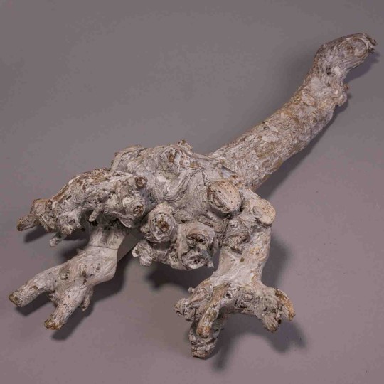 Radice di gelso - 40 Cm / Bianco