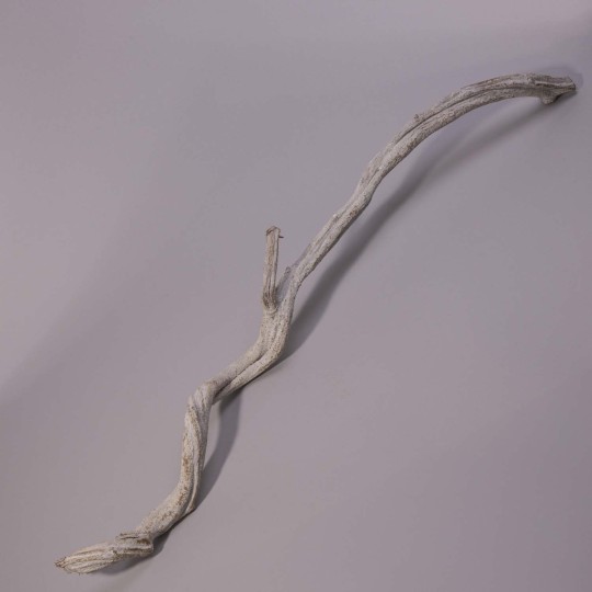 Cipo Rosca essiccato in ramo - 100 Cm / Bianco