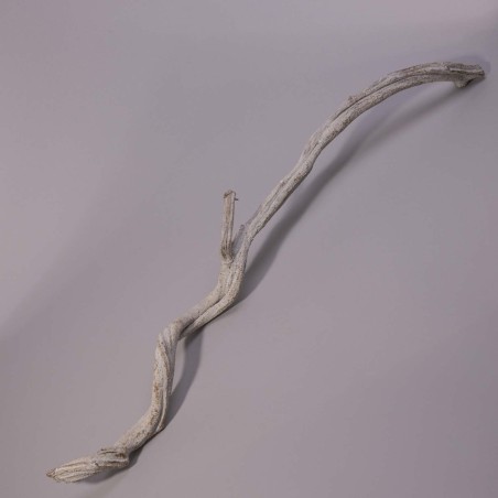 Cipo Rosca essiccato in ramo - 100 Cm / Bianco