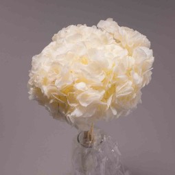 Ortensia stabilizzata - Bianca