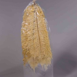 Felce occidentale 10 Pezzi - Bianco