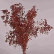 Gipsophila essiccata  50 G - Bordeaux