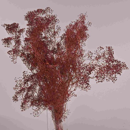 Gipsophila essiccata  50 G - Bordeaux