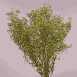 Gipsophila essiccata  50 G - Verde oliva