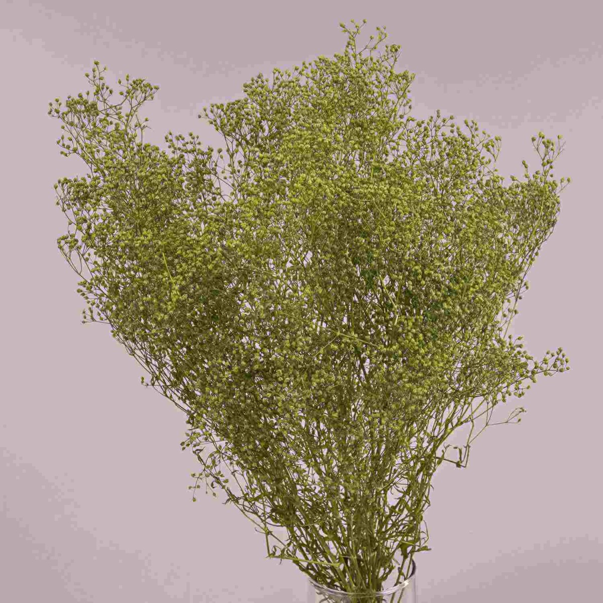 Gipsophila essiccata  50 G - Verde oliva