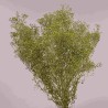 Gipsophila essiccata  50 G - Verde oliva