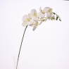 Orchidea Phalaenopsis "Real touch" in ramo - 105 Cm / Bianco