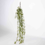 Succulenta in mazzo cadente - 103 Cm / Verde