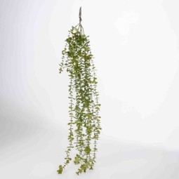 Succulenta in mazzo cadente - 103 Cm / Verde