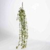 Succulenta in mazzo cadente - 103 Cm / Verde