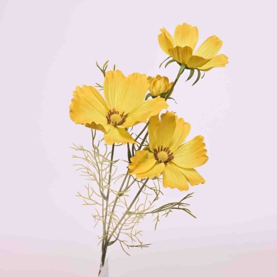 Cosmos ramificato - 62 Cm / Giallo