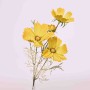 Cosmos ramificato - 62 Cm / Giallo