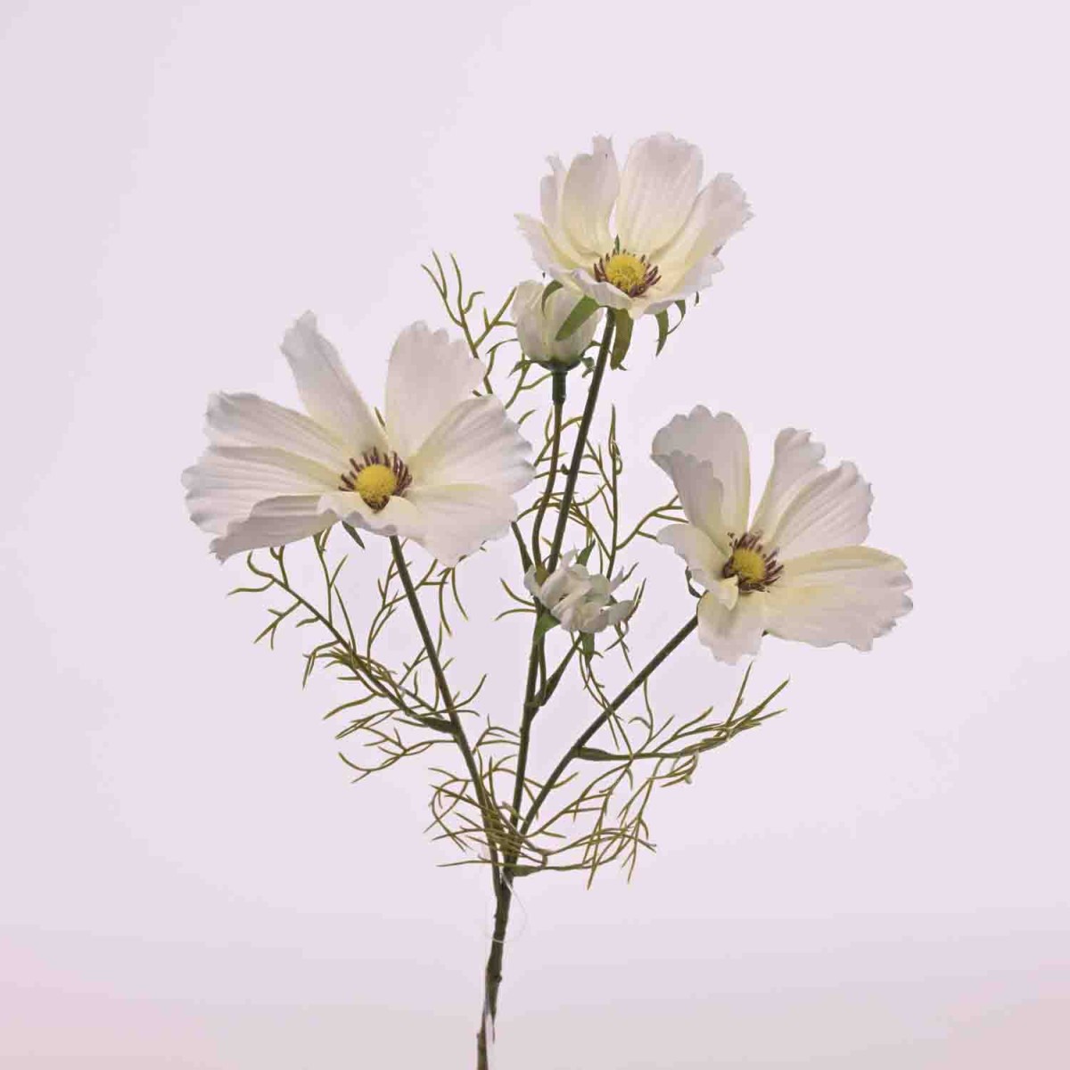 Cosmos ramificato - 62 Cm / Bianco