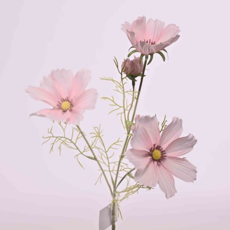 Cosmos ramificato - 62 Cm / Rosa