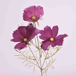 Cosmos ramificato - 62 Cm / Viola