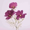 Cosmos ramificato - 62 Cm / Viola