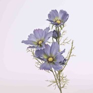 Cosmos ramificato - 62 Cm / Lavanda