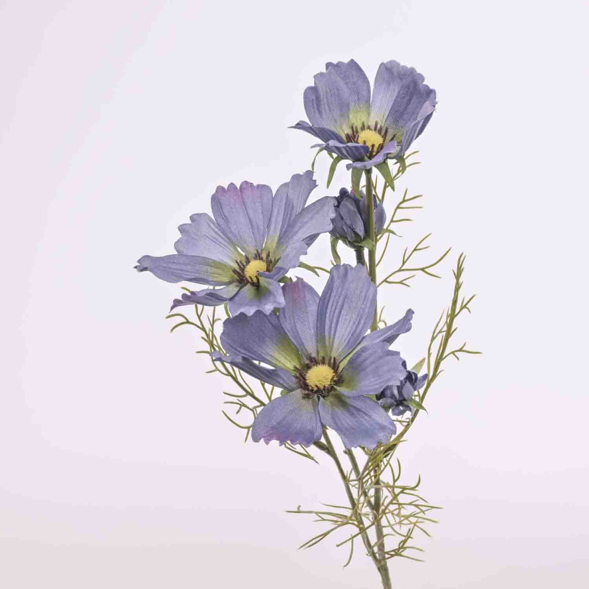 Cosmos ramificato - 62 Cm / Lavanda