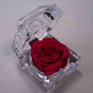 Rosa Stabilizzata "Diamante" - Fuxia JWL PIN-03