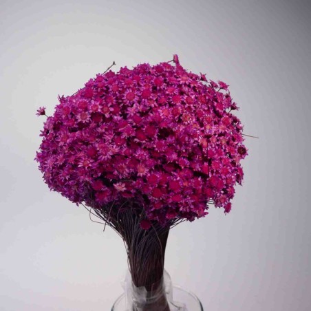 Glixia essiccata in sacchetto da 100 G - Ciclamino