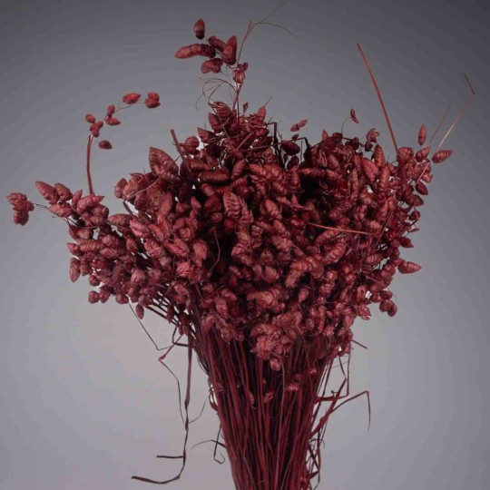 Brizia Maxima essiccata - 100 G / Bordeaux