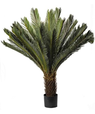 Pianta Cycas in vaso