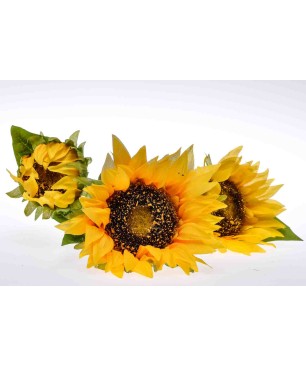 Stelo ramificato di Girasole