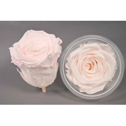 Rose Stabilizzate in vari colori - Confezione 6 pezzi - Rosa pallido XL PIN 99