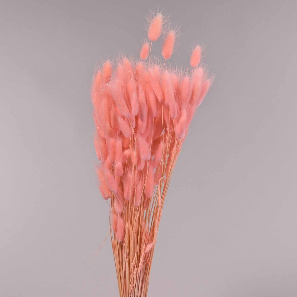 Lagurus in carta marrone - Rosa