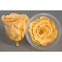 Rose Stabilizzate in vari colori - Confezione 6 pezzi - Toffee chiaro XL TOFF 01