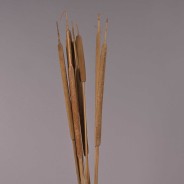 Cannette essiccate 10 Pezzi - 65 Cm / Naturale