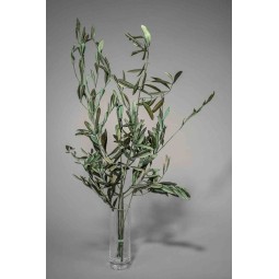 Olivo stabilizzati in mazzo - 10 G