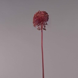 Soffione essiccato - Assortito