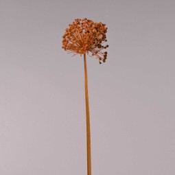 Soffione essiccato - Assortito