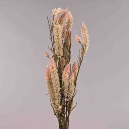 Celosia essiccata - Rosa