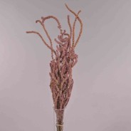 Statice Suuworowii essiccato - Rosa