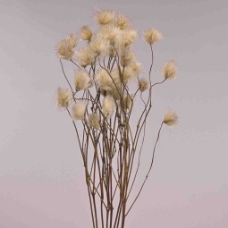 Clematis essiccata 10 Pezzi - Crema