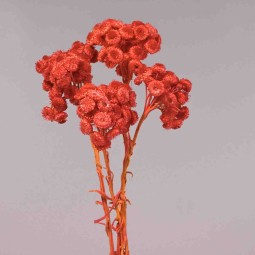 Immortelle essiccato - Rosso