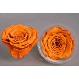 Rose Stabilizzate in vari colori - Confezione 6 pezzi - Toffee LL TOFF 02