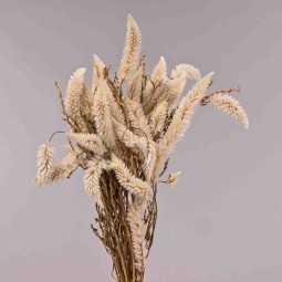Celosia essiccata - Bianco