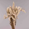 Celosia essiccata - Bianco