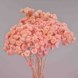 Immortelle essicato - Rosa